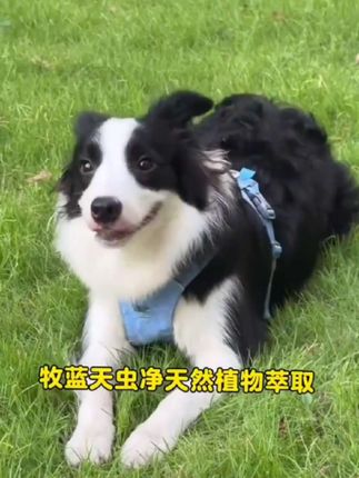 用看动画的方式让孩子理解《木兰诗》唧唧复唧唧,木兰当户织。 诗词经典唯美古诗词 #语文 #文言文 #启蒙早教 #磨耳朵