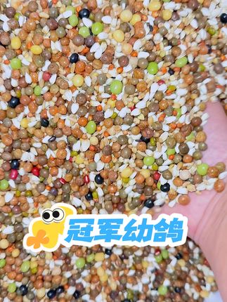 冠军幼鸽50斤装 高蛋白幼鸽粮#鸽粮 #鸽粮批发 #赛鸽 #信鸽赛鸽 #赛鸽比赛
