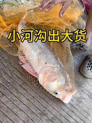 新手网小河沟也能搞大货#飞盘撒网 #飞盘手抛网撒网方法 #新手手抛网 #户外撒网捕鱼 #户外钓鱼