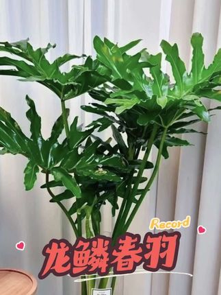 #创作者中心 #创作灵感 老桩龙鳞春羽盆栽大型绿植室内观叶客厅好养办公室净化空气植物#绿植盆栽 #室内绿植 #水培植物