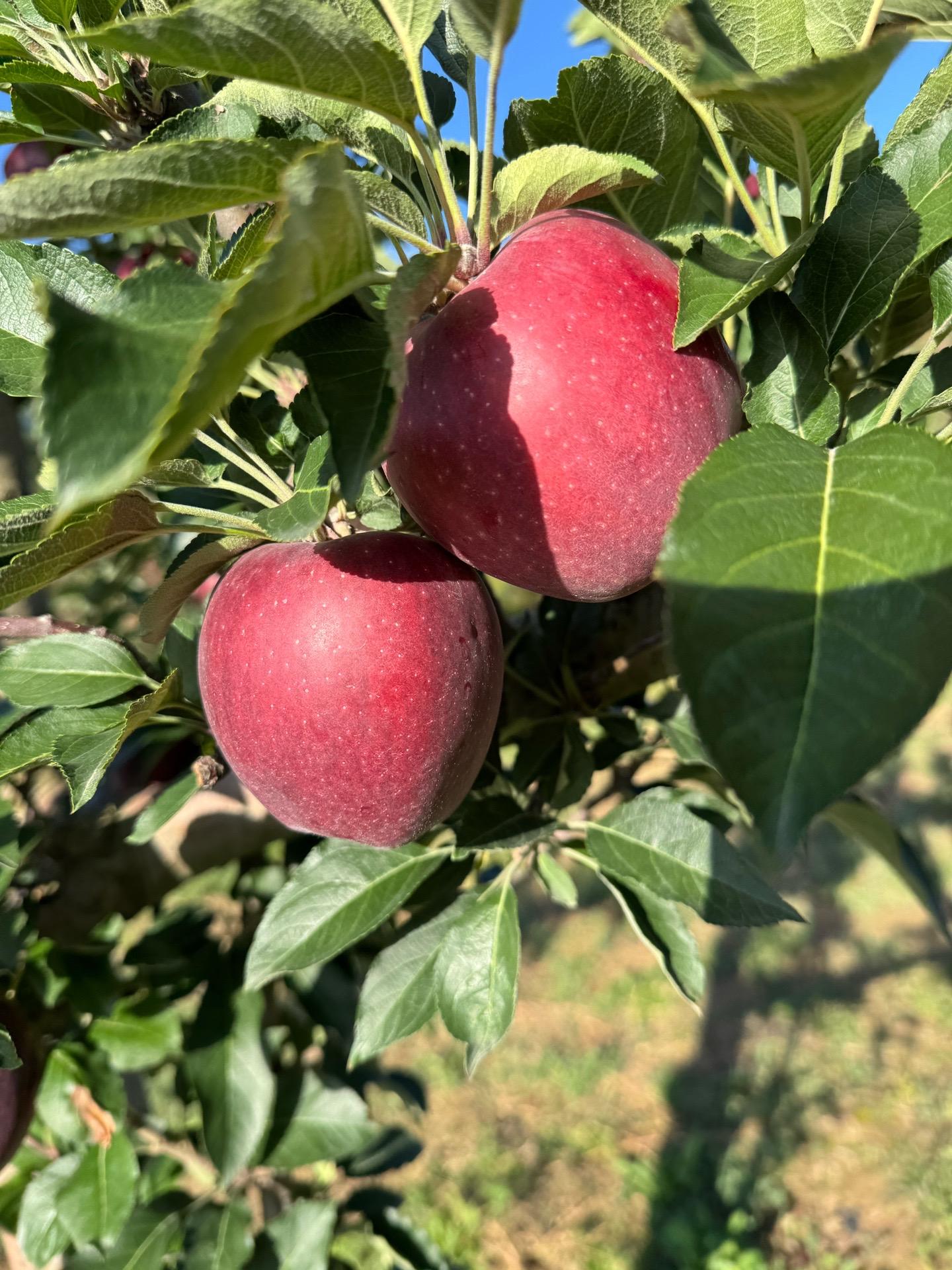 国产蛇果🍎不许你们没吃过啊!巨好吃😍。又便宜又好吃的苹果,只有花牛了❗️#花牛苹果 #粉面苹果 #蛇果 #宝宝水果 #宝宝辅食