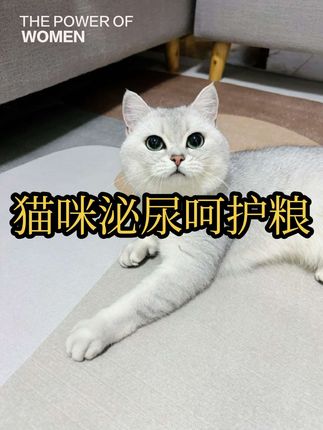 家里公猫特别刚做完绝育的看过来#澳龙泌尿呵护粮#澳龙呵护粮#澳龙处方粮