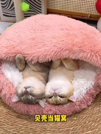 宠物加厚贝壳猫窝秋冬季保暖长毛绒圆形猫窝半封闭猫窝狗窝睡觉窝#贝壳猫窝#猫窝#宠物用品#狗窝#狗窝改造