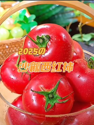沙瓤西红柿新鲜番茄自然熟番茄沙瓤自然熟西红柿5斤沙瓤番茄#纯天然绿色食品 #新鲜采摘 #瓜果蔬菜