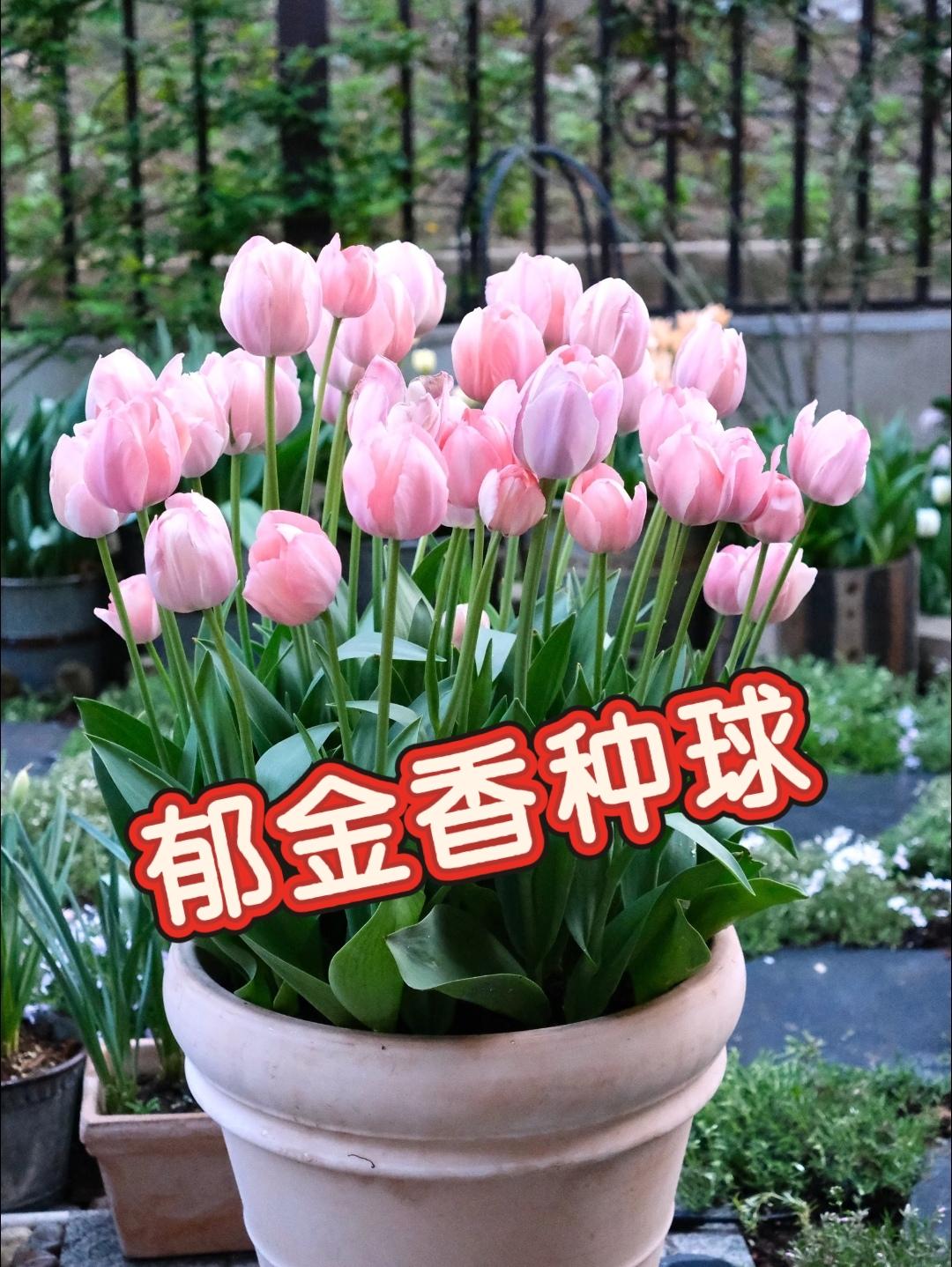 郁金香。#家庭养花 #绿植 #爱生活爱养花 #花卉绿植养花 #三农种植