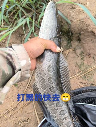 #户外钓鱼 #垂钓 #钓大鱼 #真实户外  #钓鱼