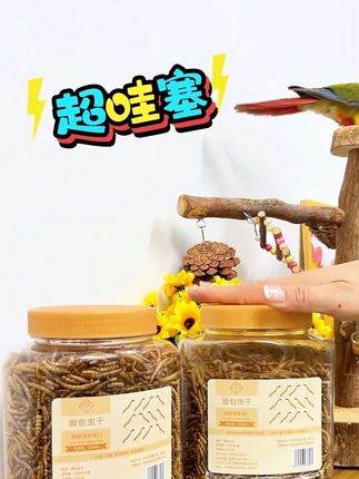 由于我不停的给鹦鹉吃面包虫,鹦鹉长胖了,还不掉毛了#鹦鹉面包虫 #鹦鹉 #鹦鹉零食