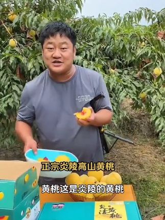 正宗炎陵黄桃,桃子届的天花板,香甜脆,浓浓的桃子香味口感的非常爽#优质农产品 #新鲜应季水果 #现摘现发新鲜到家 #炎陵黄桃 #果园直发