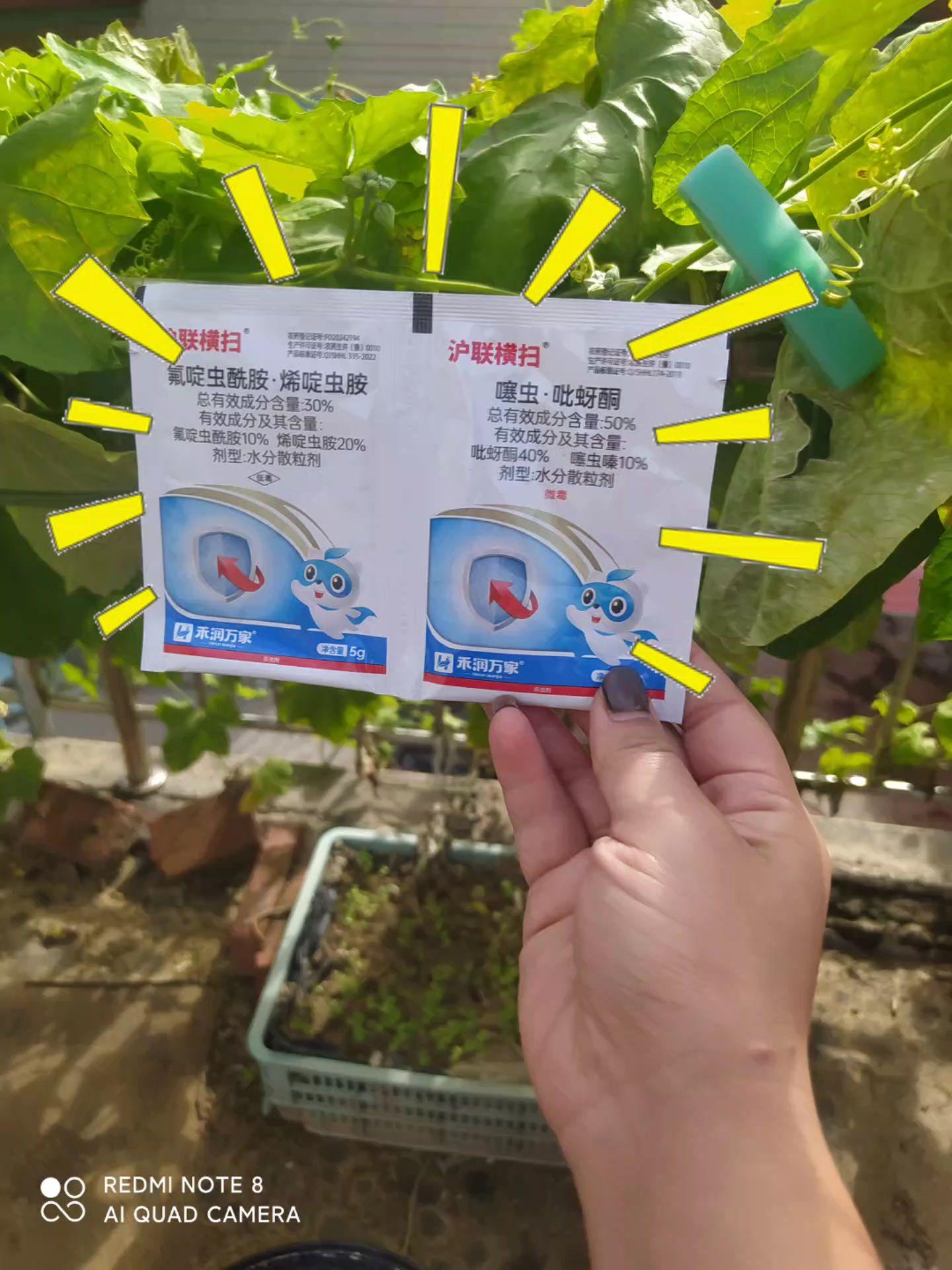 沪联横扫套装,专治抗性蓟马白粉虱蚜虫#三农 #新农人计划 #农资人 #病虫害防治 #杀虫剂