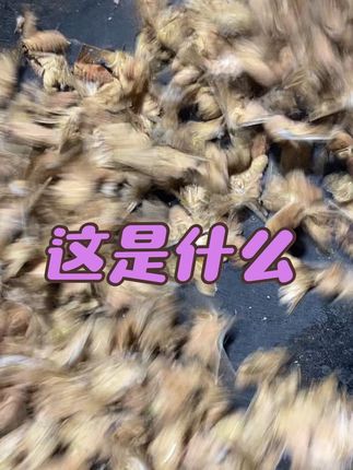 老多了,我们这是产地直销 #我为家乡农产品代言 #助农#雄蚕蛾