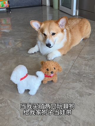 给狗子买了两个电动小狗,想让他学习一下带娃,结果它自己玩嗨了!#萌宠好物 #狗狗玩具 #养狗经验分享