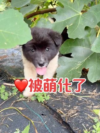 心都被你们萌化了 #农场日记 #花果无缺 #无花果 #格莱斯无花果 每时每刻只要看到我,就要围过来,让人走路都迈不出步子,生怕踩到它们。还随时要跟着我去巡地。