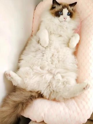 咋办啊,被挟持了可咋办啊#家有宠物很幸福 #也太可爱了吧 #可爱的小猫咪 #这是我的小猪猫 #小奶猫的成长日记