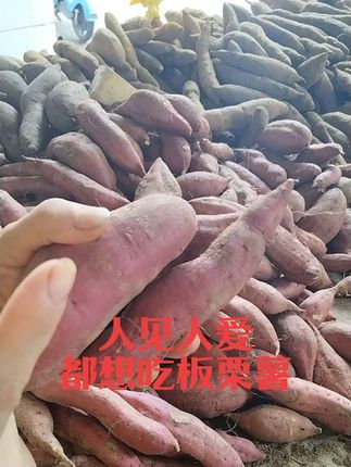 #优质农产品 #口感特别好 #软糯香甜 #板栗红薯#红皮板栗