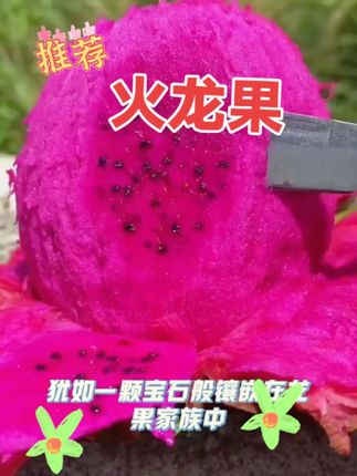 #上热门话题🔥🔥🔥 #新农人计划 #红心火龙果 #快来一起尝个鲜 #学容姐姐橱窗@DOU+小助手 @热门制作者🔥🔥🔥 @抖音创作小助手