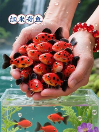 这款红米奇鱼,红彤彤的超亮眼,喜庆。而且完全不挑水质和食物,不用过滤器和增氧泵,矿泉水瓶、泡沫箱都能养。#养鱼 #养鱼人 #观赏鱼 #水族 #红米奇鱼