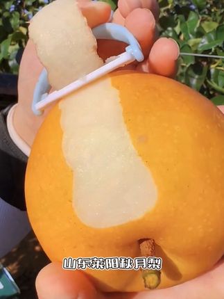 绝了,超好吃!山东莱阳秋月梨,脆甜多汁#优质农产品 #新鲜应季水果 #秋月梨#送礼佳品 #超便宜超划算