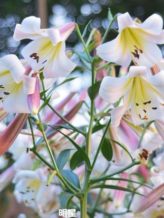 花自开25年【OT百合】庭院百合种球多年生球根花卉耐寒耐热#爱生活爱养花 #记录生活 #家庭种植 #家庭养花 #日常生活
