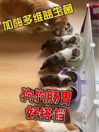 狗狗肠胃好搭档#狗狗 #养狗人 #宠物 #萌宠 #萌宠出道计划