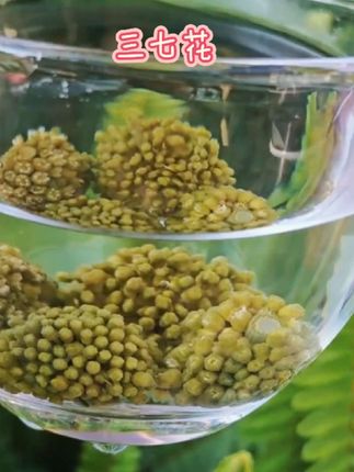 半山农 三七花茶 四年花 精选云南文山田七茶花 当季新花70g #三七花#纯天然无添加#花茶#送礼佳品 #好东西一起分享