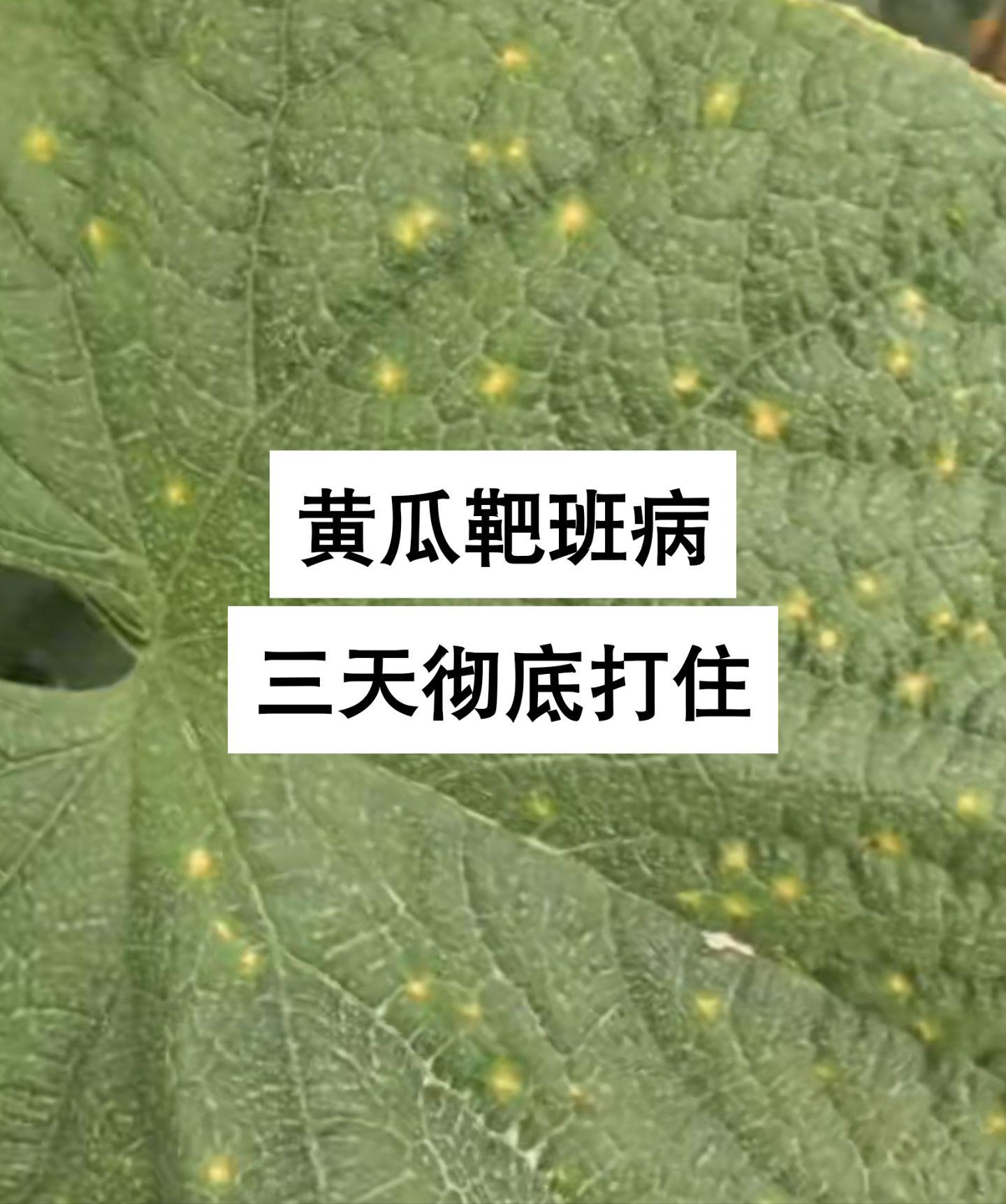 黄瓜靶班病,一瓶彻底解决#靶斑病 #黄点病