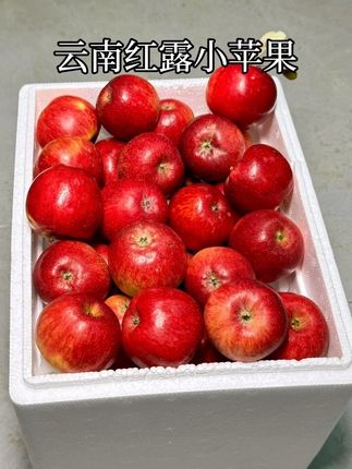 樱桃小苹果,瓶盖一样大小,口感脆甜,好吃的没话说#红露苹果 #新鲜采摘 #樱桃小苹果 #水果 #口感特别好