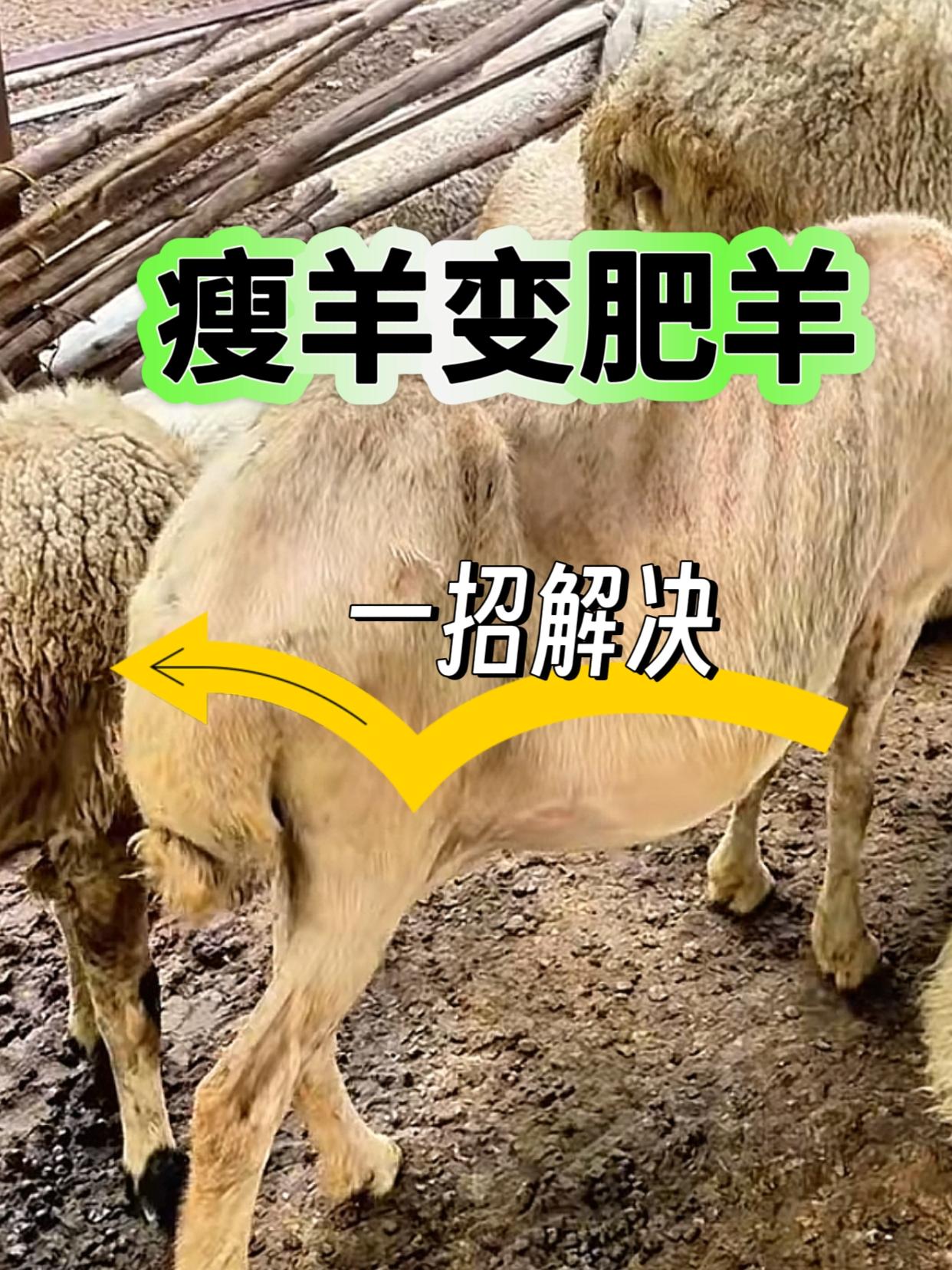 #养殖技术 #三农养殖 #养殖户 #养殖人 #科学养殖