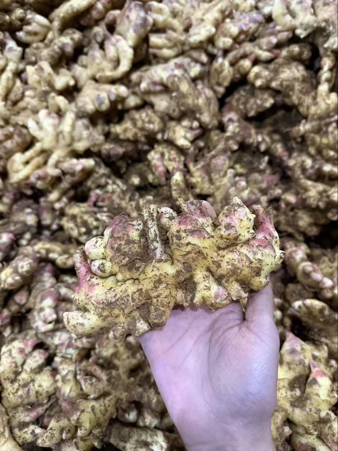 云南小黄江新鲜出货香辣味十足,泥土发货可以放很久