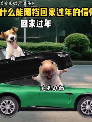 回家过年,是中国人民独有的执念#猫meme #猫meme小剧场
