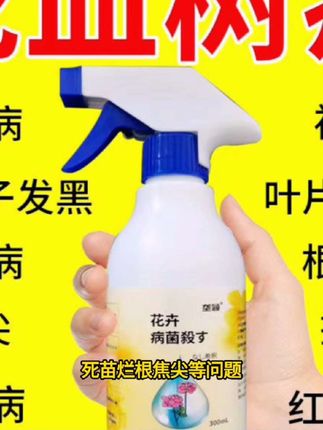 龙血树黄叶干枯死苗烂根焦尖肥料专用肥叶斑炭疽黑斑根腐病除菌剂