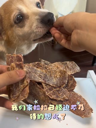 宠率鸭肉干,拉拉一口一个吃的卡蹦脆,给你家宝贝也安排吧 #宠率 #柯基 #宠物出道计划