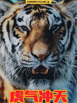 《猛虎行》🐯《野心》 朝作猛虎行,暮作猛虎吟。
肠断非关陇头水,泪下不为雍门琴。
旌旗缤纷两河道,战鼓惊山欲倾倒。
秦人半作燕地囚,胡马翻衔洛阳草。
一输一失关下兵,朝降夕叛幽蓟城。
巨鳌未斩海水动,鱼龙奔走安得宁?
颇似楚汉时,翻覆无定止。
朝过博浪沙,暮入淮阴市。
张良未遇韩信贫,刘项存亡在两臣。
暂到下邳受兵略,来投漂母作主人。
贤哲栖栖古如此,今时亦弃青云士。
有策不敢犯龙鳞,窜身南国避胡尘。
宝书玉剑挂高阁,金鞍骏马散故人。
昨日方为宣城客,掣铃交通二千石。
有时六博快壮心,绕床三匝呼一掷。
楚人每道张旭奇,心藏风云世莫知。
三吴邦伯皆顾盼,四海雄侠两追随。
萧曹曾作沛中吏,攀龙附凤当有时。
溧阳酒楼三月春,杨花茫茫愁杀人。
胡雏绿眼吹玉笛,吴歌白紵飞梁尘。
丈夫相见且为乐,槌牛挝鼓会众宾。
我从此去钓东海,得鱼笑寄情相亲。
🔥💣💥 🔥💣💥 🔥💣💥 🔥💣💥
欢迎你误入这片狼藉的森林
规则是为了片净土去拼命
用纯白的纱遮住扭捏的野心
看过了河有美丽的繁星
已交出我勇敢的皮肉作指引
求浑浊的泉水再赐我次生命
我们还算干净
至少都挥霍过良心
我望着你不肯后退的眼睛
也不确定自己代表了光明
在黑暗里我们不需要怜悯
在正义里有回答不了的问题
都想用迫切的心换片龙鳞
越众矢之的越容易一举成名
已看得见归途为何还要前进
再切掉一点良心换一点野心
我望着你走投无路的眼睛
也不确定自己代表了光明
在黑暗里都不需要怜悯
在正义里有回答不了的问题
我怀疑你熙熙攘攘的正义
却放过你不再还手的身体
在原则里我必须胜过你
在对手里你算可敬的宿敌
(你到底算什么东西)
#音乐治愈 #音乐记录生活
#独坐龙蟠如虎踞绿茵树下养精神春来我不先开口哪个虫儿敢作声
#真的猛士敢于直面惨淡的人生敢于正视淋漓的鲜血
#热爱音乐热爱生活热爱诗歌热爱正能量