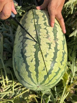 西瓜 #纯天然绿色食品 #吃瓜 #一起吃西瓜 #强力推荐