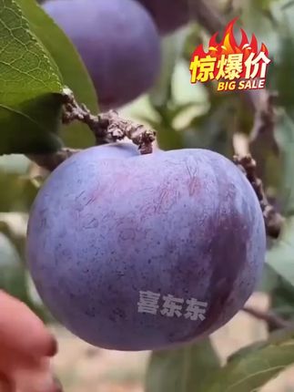#黑布林李子 #现摘现发新鲜到家 #李子 #皮薄肉厚 #李子熟了