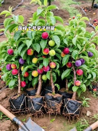 国峰七号李子树苗#果树苗 #果树 #果树苗基地 #三农种植 #果树盆栽