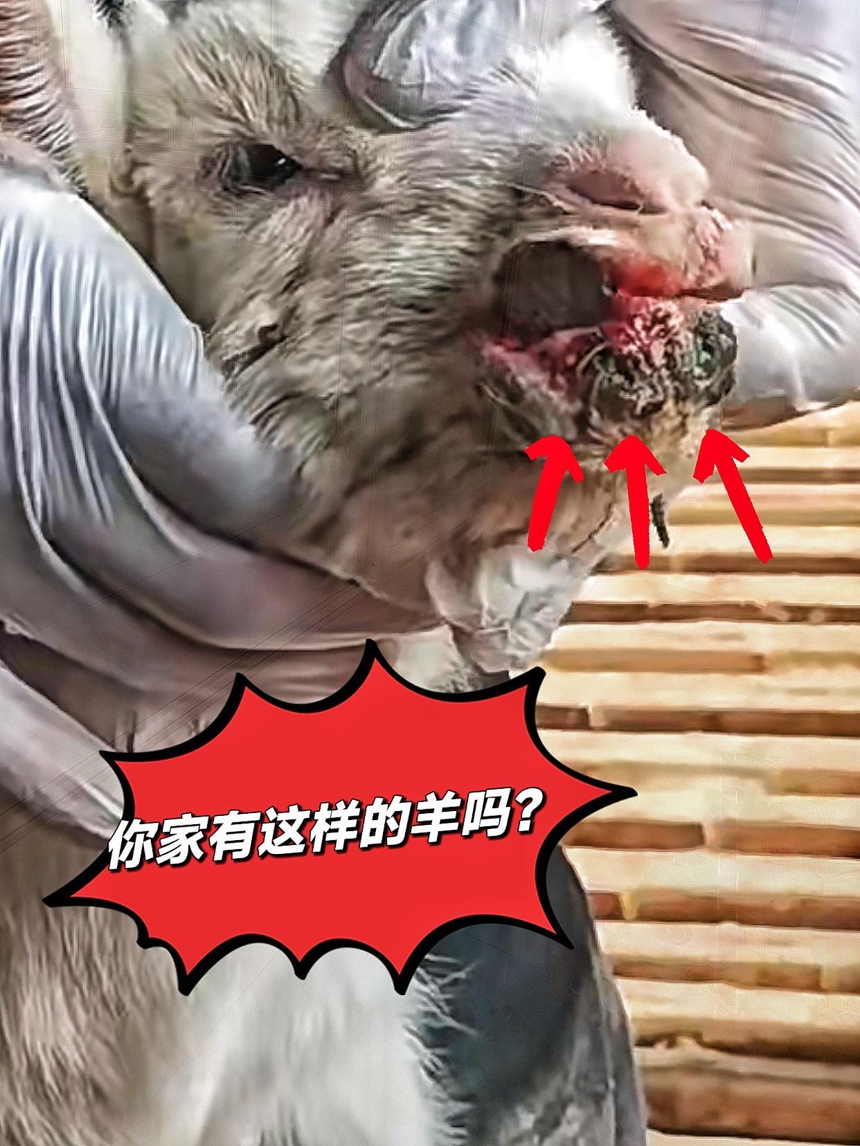 #三农养殖 #农村养殖 #养羊技术 #羊烂嘴口疮 #羊口疮烂嘴