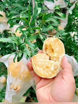 #王大利精品富硒石榴基地#抖音助农 #三农 #视频同款在橱窗购买
