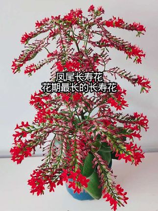 凤尾长寿花,花期最长的长寿花#爱生活爱养花 #养花小知识 #分享家庭养花知识 #花卉绿植 #凤尾