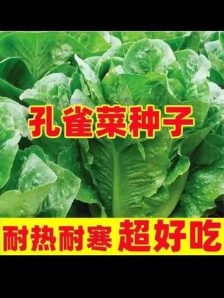 #孔雀菜种子 #蔬菜种子 #阳台小院均可种植 #在家种菜 # #种菜 #种菜小技巧