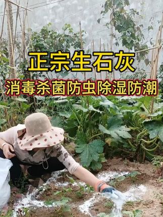 种过一茬蔬菜的土壤。记得先彻底清理干净!再撒上些生石灰粉,这样能有效减少下茬作物的病虫害。让后续蔬菜长得更健壮漂亮!性价比还超高~ #超便宜超划算 #病虫害防治 #生石灰粉 #自己种的蔬菜 #自己种的纯天然的绿色蔬菜