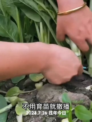 #菜心种子#想要冬天吃新鲜菜,现在就播种四季甜菜心!它生长速度快,不到满月就可以拔着吃,一个多月就能长成一大颗。它能多茬采收,从五六片叶子就开始摘,摘了外层叶片里面还能接着长。#阳台庭院均可以种植