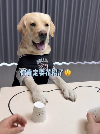 这狗脾气真臭,自己没选对还骂骂咧咧的😅 #萌宠出道计划 #抖音动物图鉴 #拉布拉多 #狗狗的心思都写在脸上了 #神奇动物在抖音