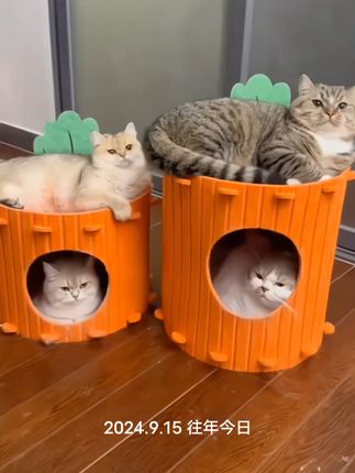 高颜值胡萝卜猫窝猫咪屋,钻洞躲避,箱子双层毛毡安全感半封闭式猫窝#猫窝#猫咪#宠物