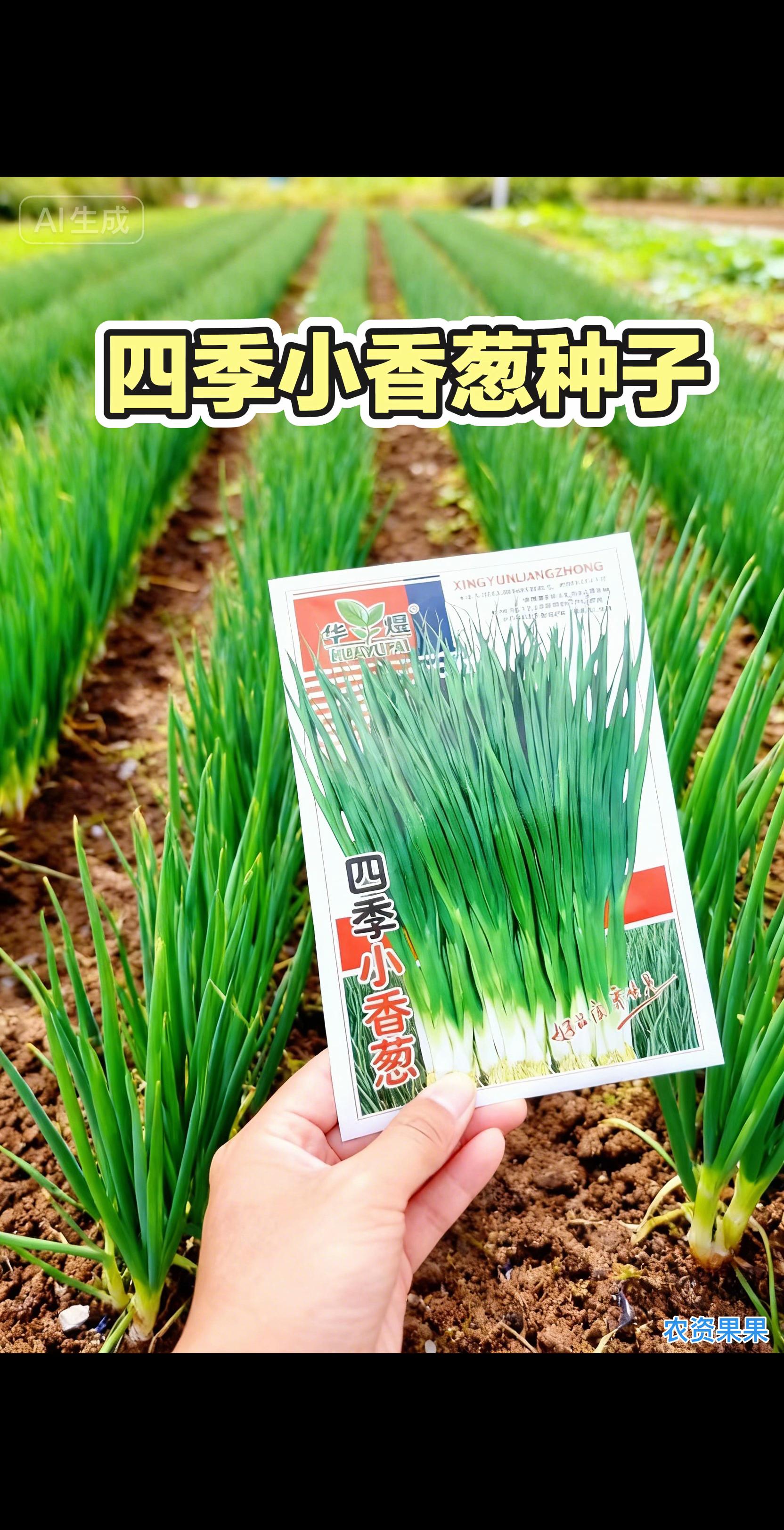 四季小香葱种子。又到了种植这款小香葱的好季节了,你的种子都准备好了吗#四季小香葱种子#分葱种植 #我的小菜园 #家庭种植
