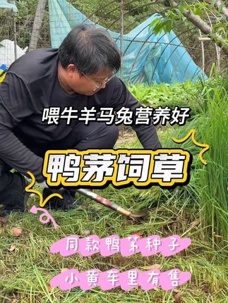 少有的可以撒播的牧草种子鸭茅 不仅能放牧还可以收割营养价值高 牛羊养殖以及马兔子高端饲草,多年生长#鸭茅#放牧#牧草种植#牛羊养殖#牧草种子