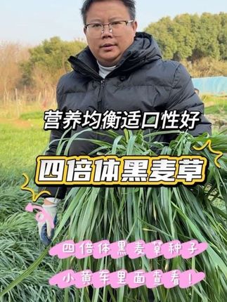 养鸡鸭鹅秋季种四倍体黑麦草为冬春季节提供鲜草 现割现喂口感好 耐寒性好能反复收割好几茬#黑麦草#四倍体黑麦草#养鸡鸭鹅#牧草养殖#牧草种植