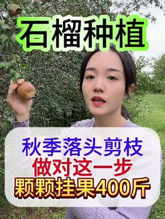 石榴树秋季落头剪枝,做对这一步,颗颗挂果400斤#果树种植#果树管理#果树种植 #石榴树修剪 #石榴树 #石榴树管理