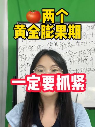 #番茄种植 #西红柿种植 #抖音 番茄两个黄金膨果期