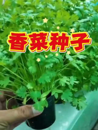 家人们别再种普通香菜啦!新品种3天就发芽,比普通香菜早收半个 月!不怕冷不怕热,叶子又大又绿,香味超浓郁。阳台花盆都能种,今天种子特价,赶紧下单!