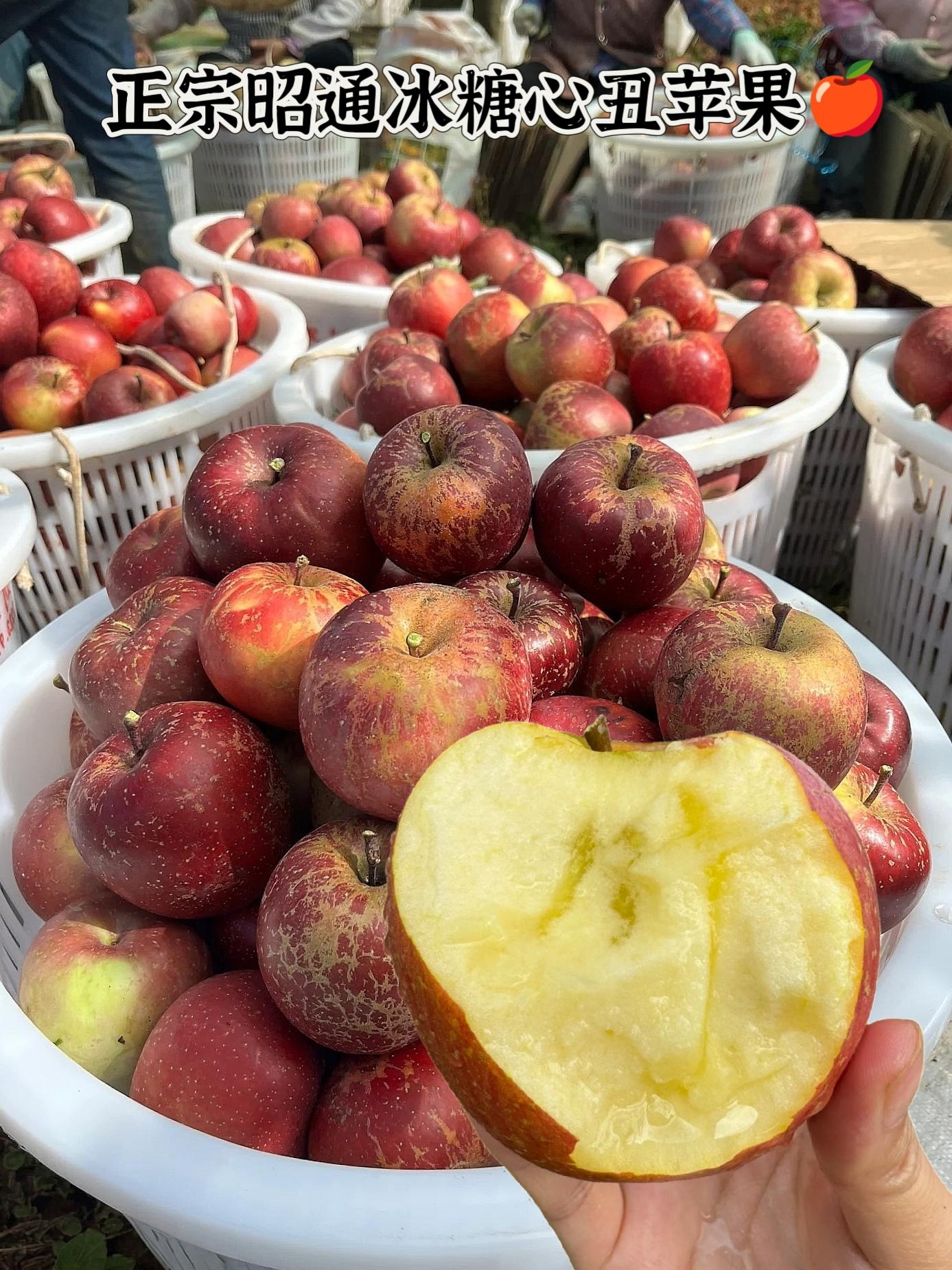 正宗昭通丑苹果🍎。真的不错~云南昭通丑苹果,谁晓得!这个苹果真的有甜甜的冰糖心~吃了都说好好吃,又回购了!苹果香超级浓郁,又香 又脆 又甜!!真的巨巨巨好吃!即使有丑丑的样子,可是却超好吃!#丑苹果 #昭通冰糖心丑苹果 #现摘现发新鲜到家 #优质农产品 #新鲜应季水果